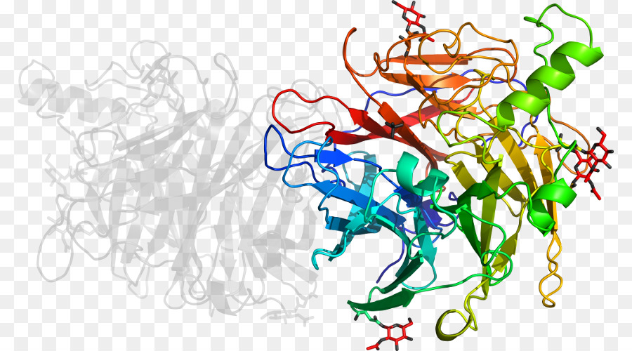 โครงสร้างโปรตีน，โมเลกุล PNG