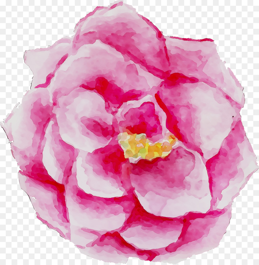 Cabbage โรส，สวนดอกกุหลาบ PNG