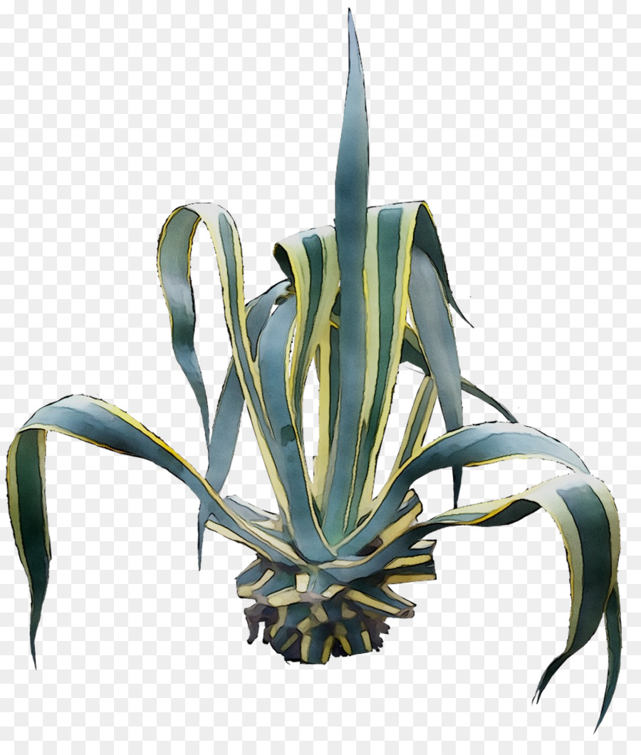 Agave Tequilana，Agave PNG