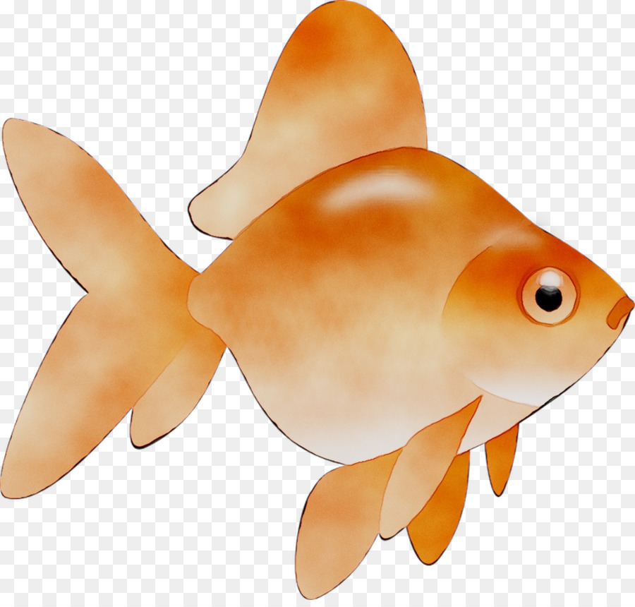 ตัวปลาทอง，นาวิกโยธินเรียนชีววิทยา PNG