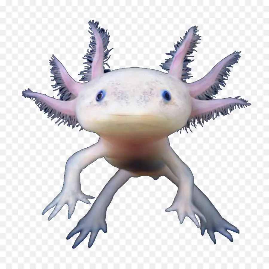 Axolotl，เกี่ยวกับน้ำ PNG