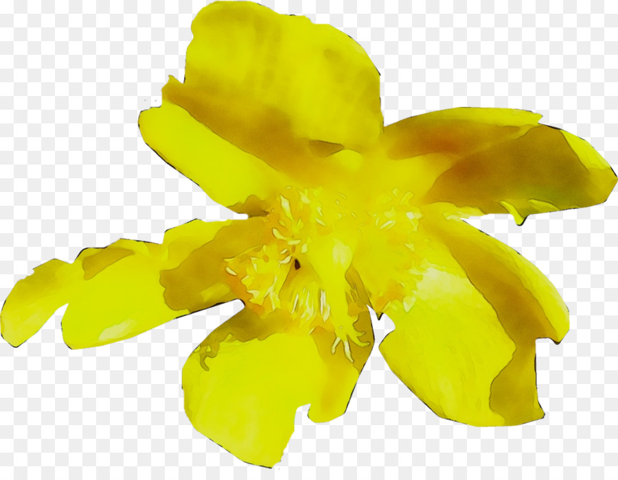 สีเหลือง，Flowering ต้นไม้ PNG