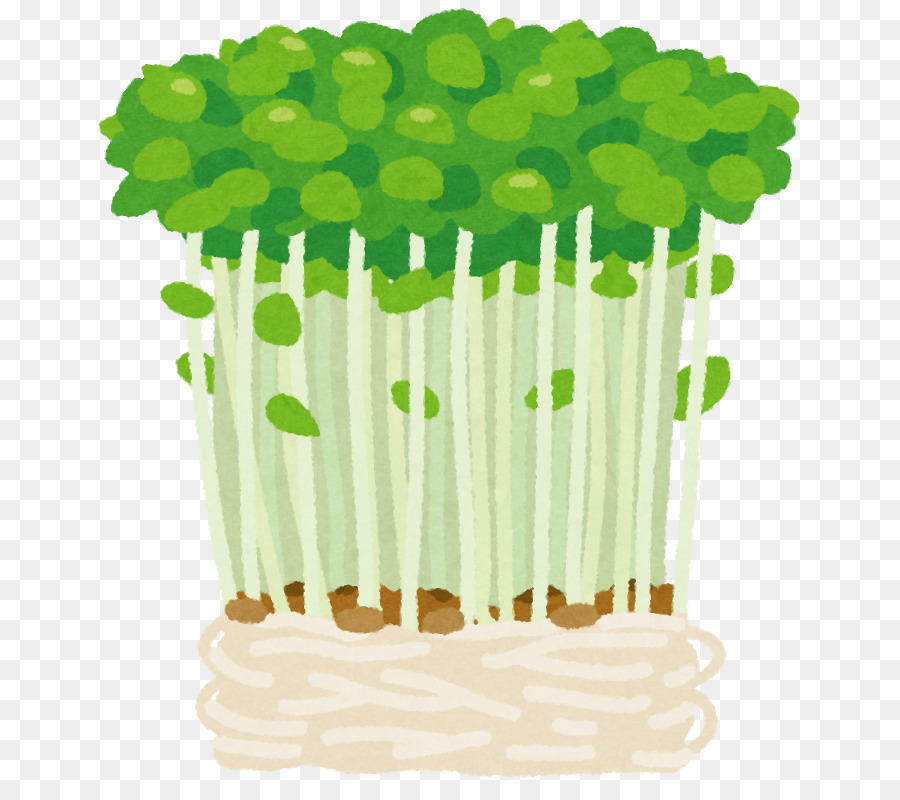 Microgreens，ต้นกล้า PNG