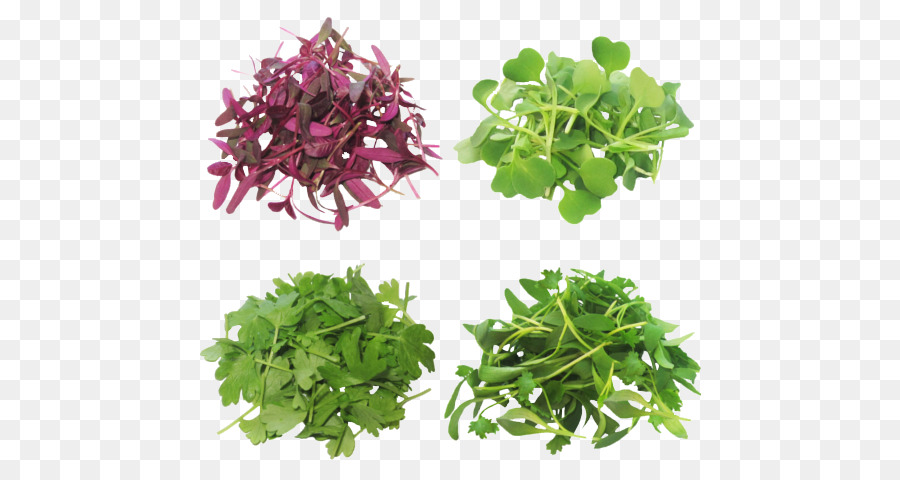 Microgreen，เขียว PNG