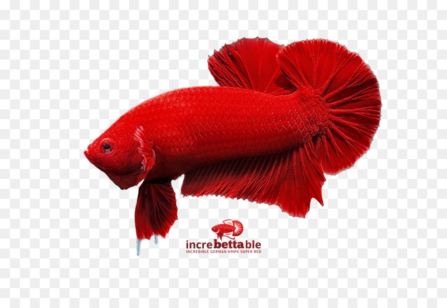 ปลา，Redm PNG