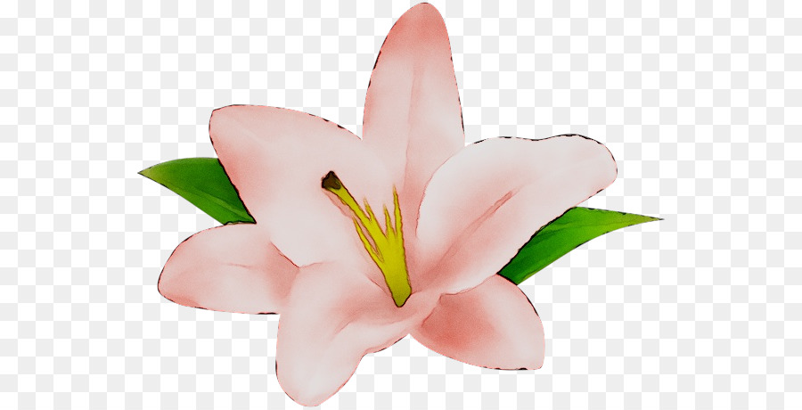 ตัดดอกไม้，เอ็มสีชมพู PNG