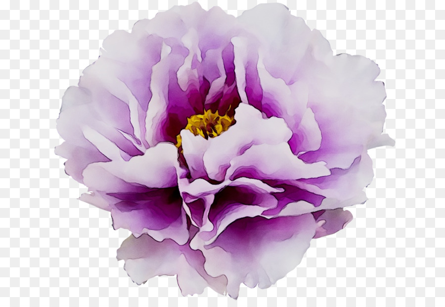 Moutan，ต้นไม้ Peony PNG