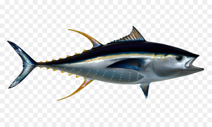 ปลาทูน่าแซนวิช，ปลา PNG