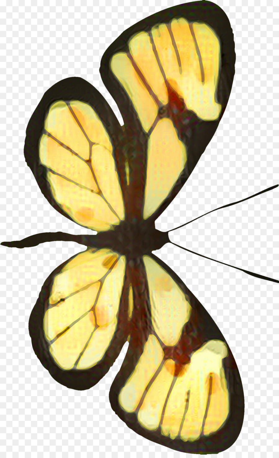 ขนาด Monarch ผีเสื้อ，Pieridae PNG