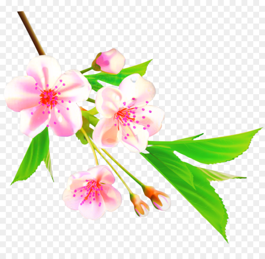 ดอกไม้，เชอร์รี่ Blossom PNG