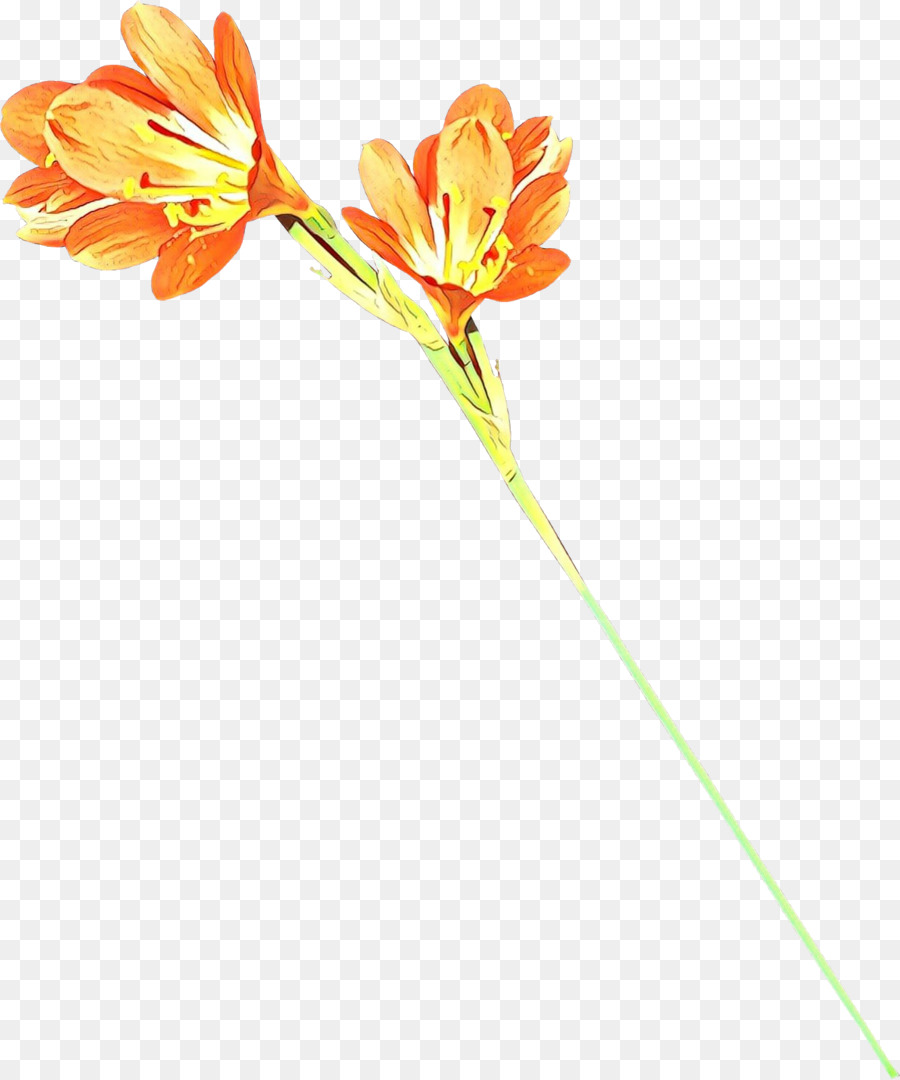ภาพวาด，ดอกไม้ PNG