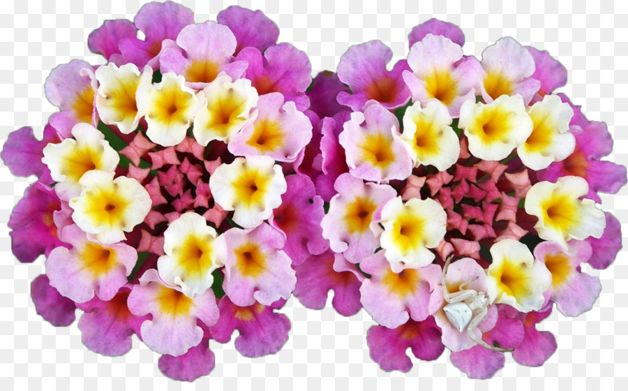 ทางตะวันตกอินเดียน Lantana，Flowering ต้นไม้ PNG