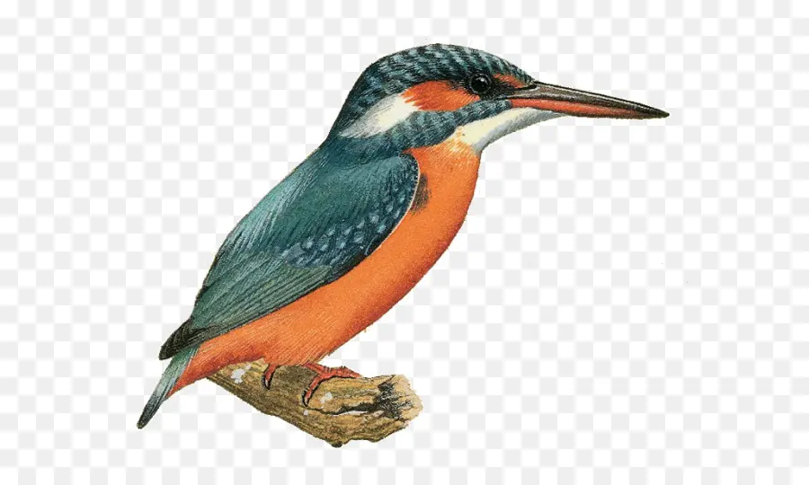 Kingfisher กับปลา，นก PNG