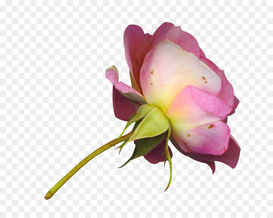 สวนดอกกุหลาบ，Cabbage โรส PNG