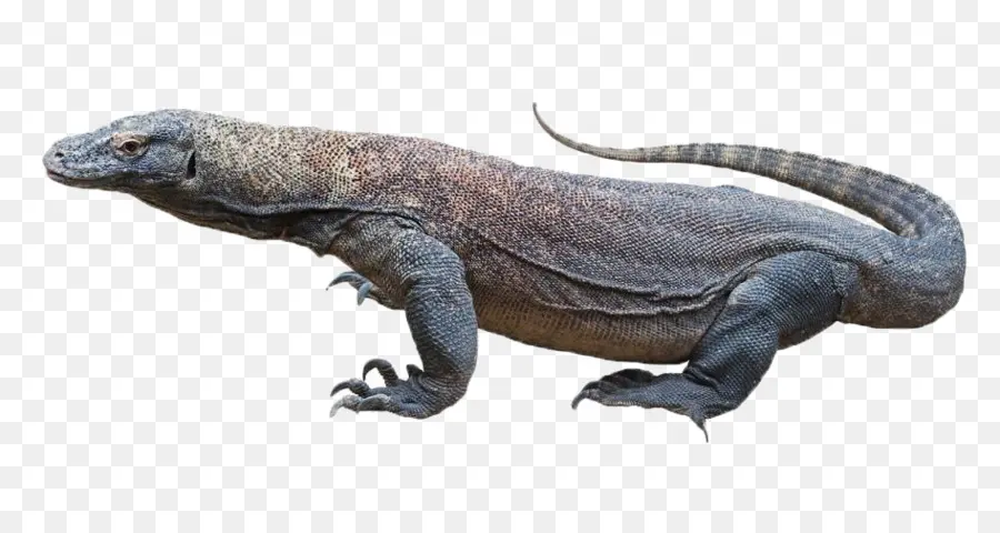 Komodo Dragon，กิ้งก่า PNG