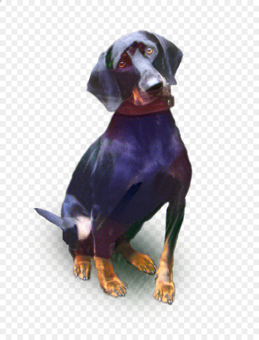 Dobermann，สีดำและผิวสีแทน Coonhound PNG