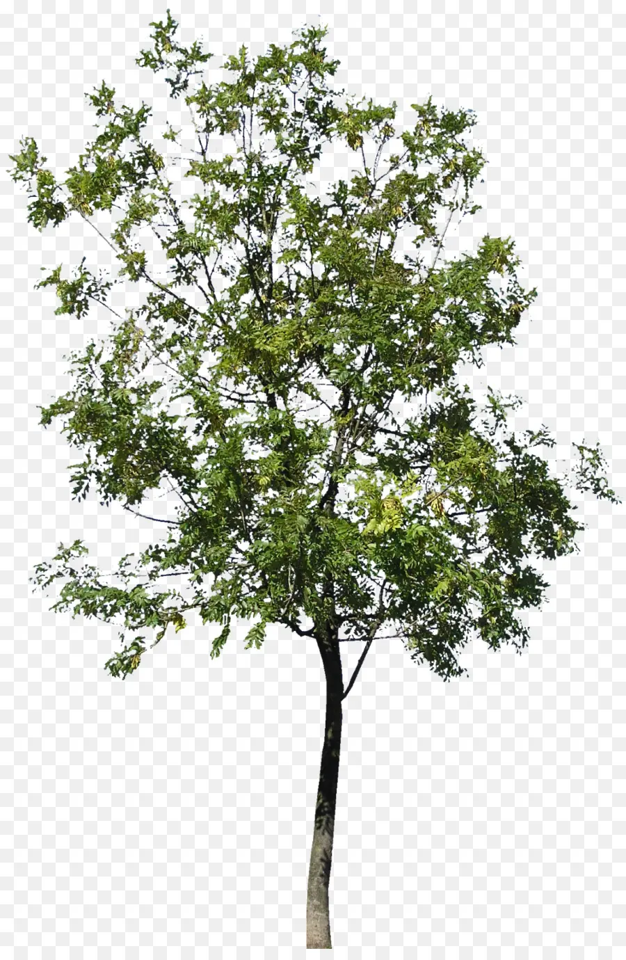 ต้นไม้，ผู้เชี่ยวชาญการค้า Palmaers PNG