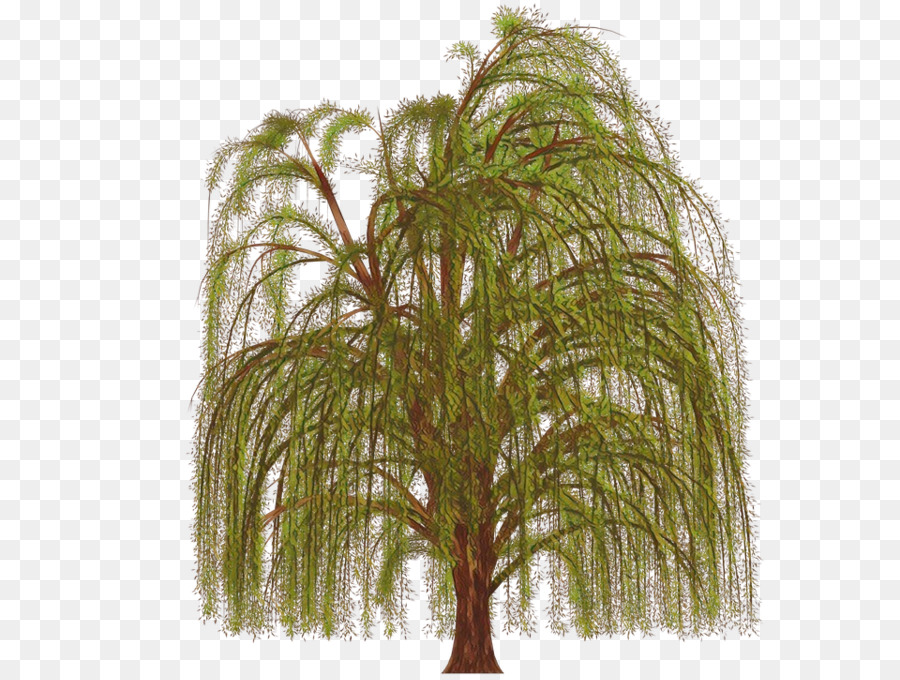 ปาล์มต้นไม้，ต้นไม้ PNG