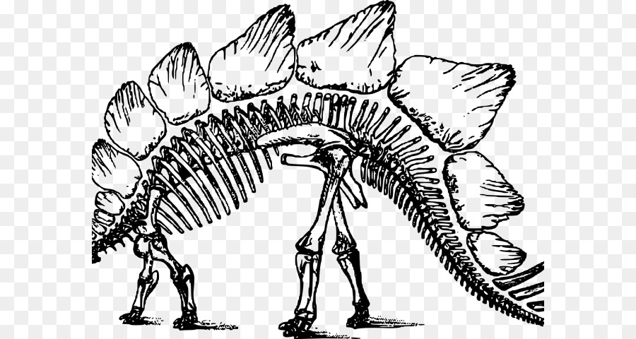 โครงกระดูก Stegosaurus，ฟอสซิล PNG