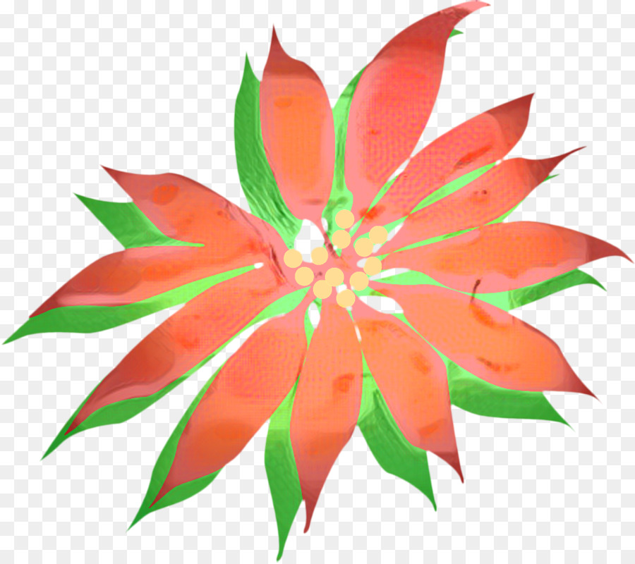 Poinsettia，วันคริสมาสต์ PNG