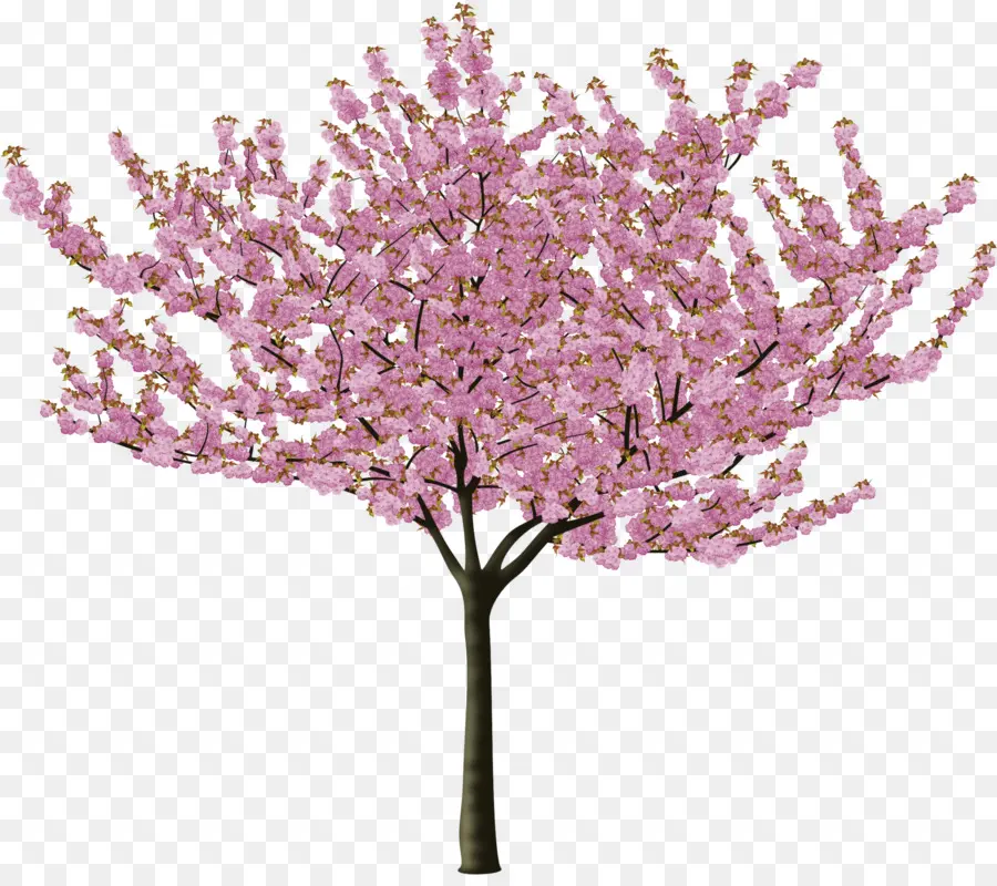 เชอร์รี่ Blossom，เชอรี่ PNG