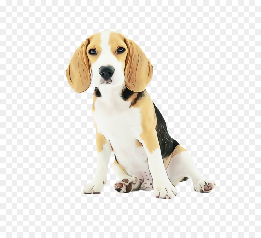 Basset Hound，สุนัข PNG