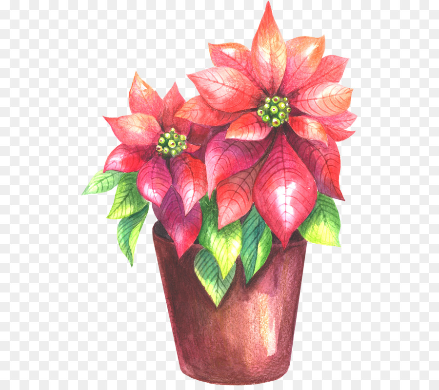 Poinsettia สีแดง，ดอกไม้ PNG