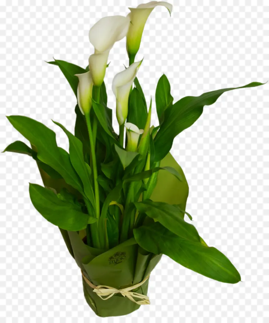 ดอกลิลลี่ Calla สีขาว，ใบเขียว PNG