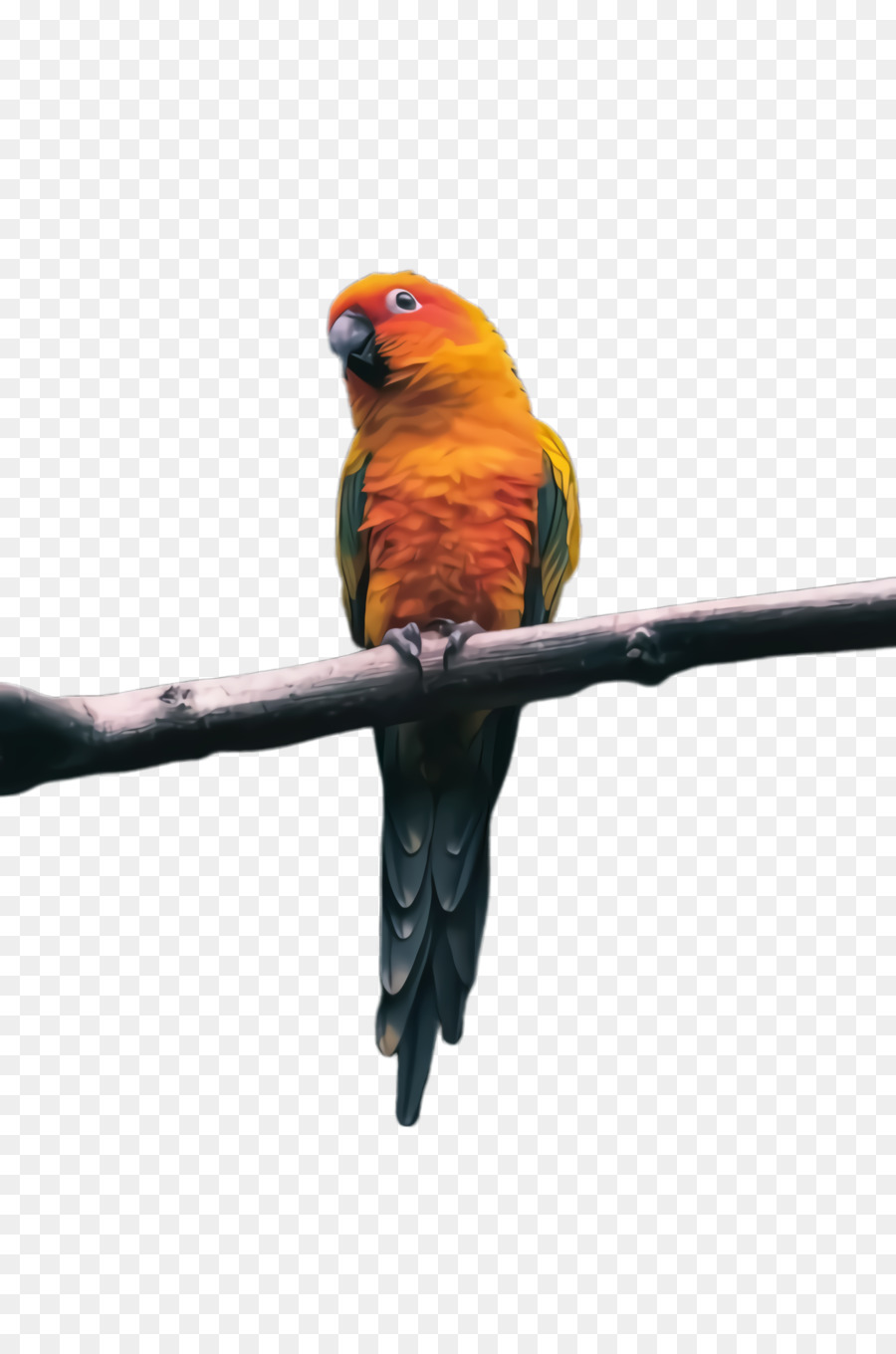 อวัยวะ，นก PNG