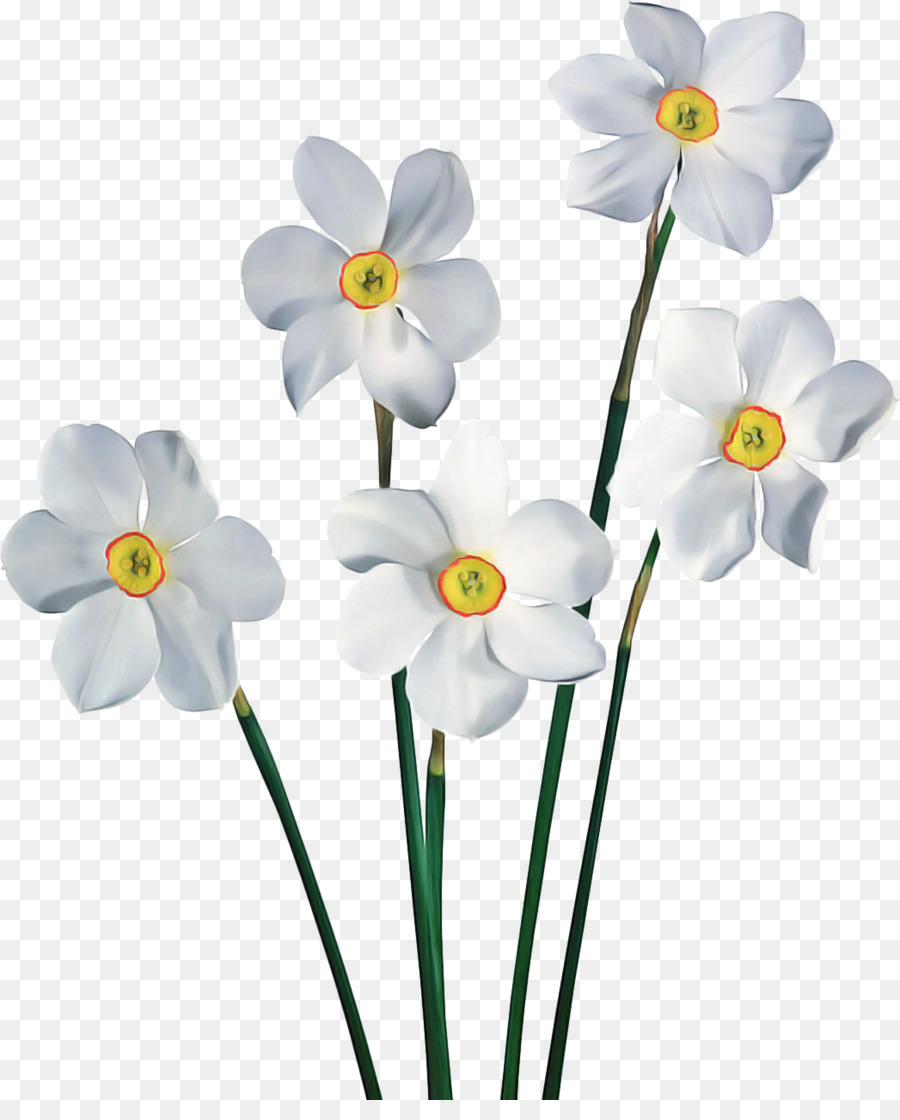 แดฟโฟดิล，ดอกไม้ PNG