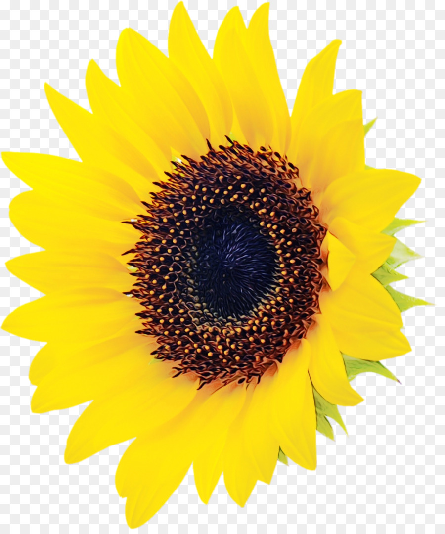 หุ้นของ Photography，เหมือนกัน Sunflower PNG