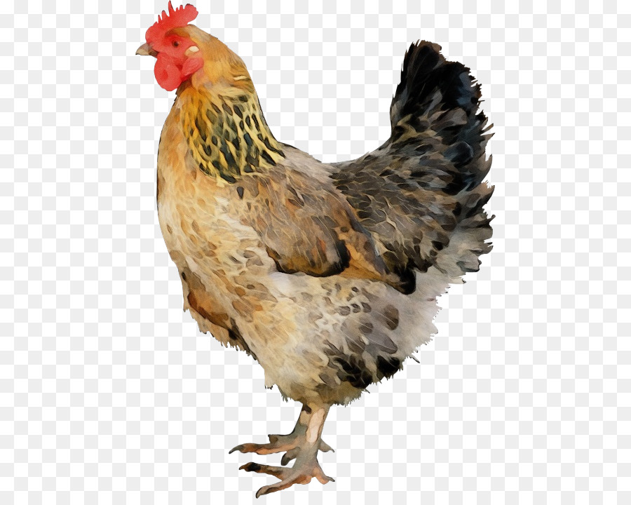 ไก่สีน้ำตาล，ไก่ PNG