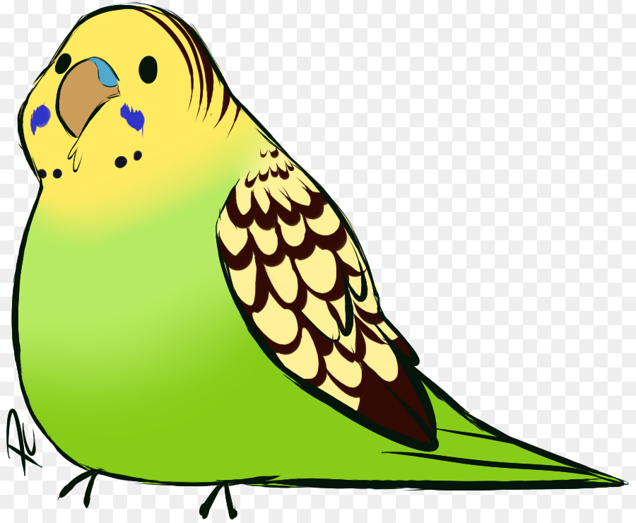 Budgerigar，เลี้ยงนกแ้ก้ว PNG