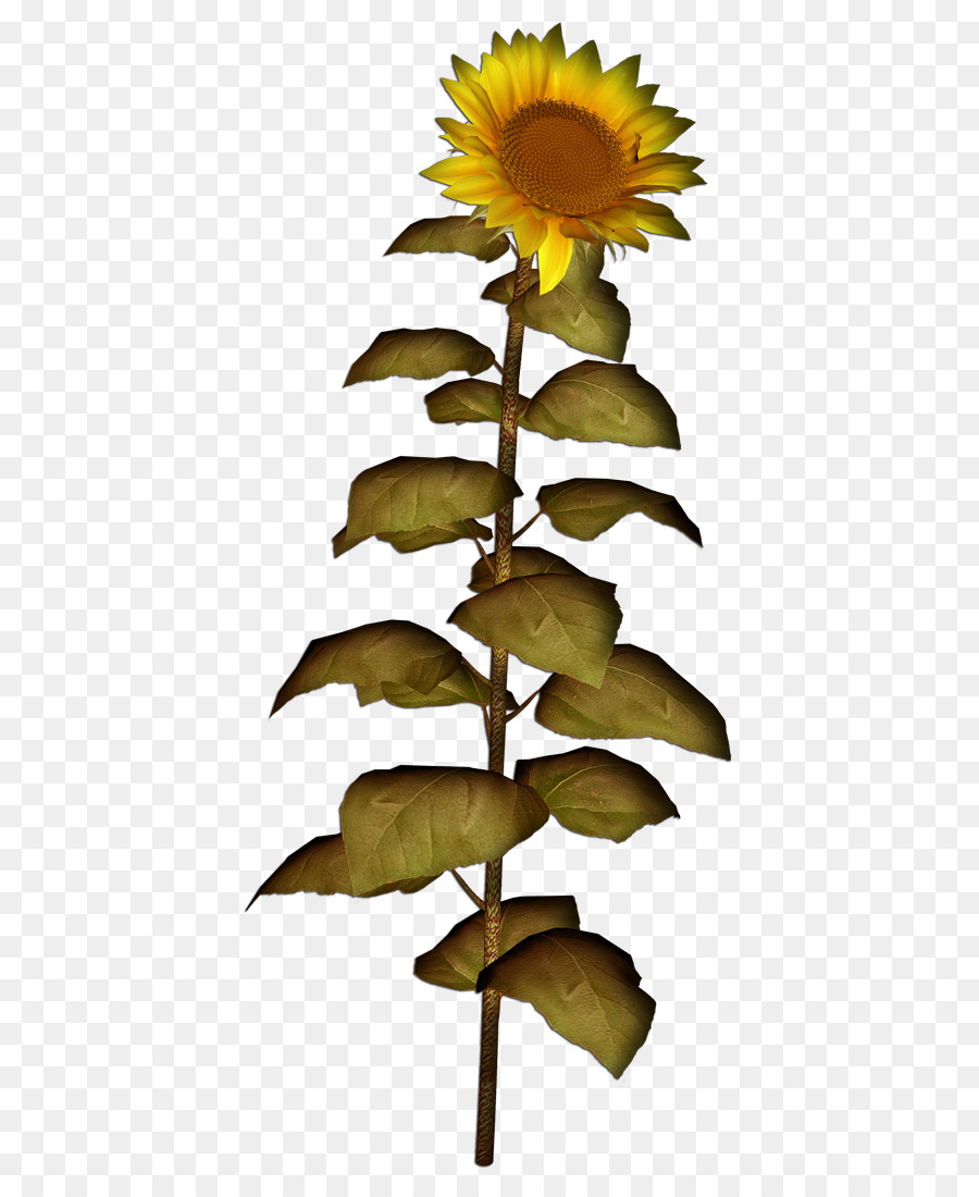 เหมือนกัน Sunflower，ต้นไม้ PNG