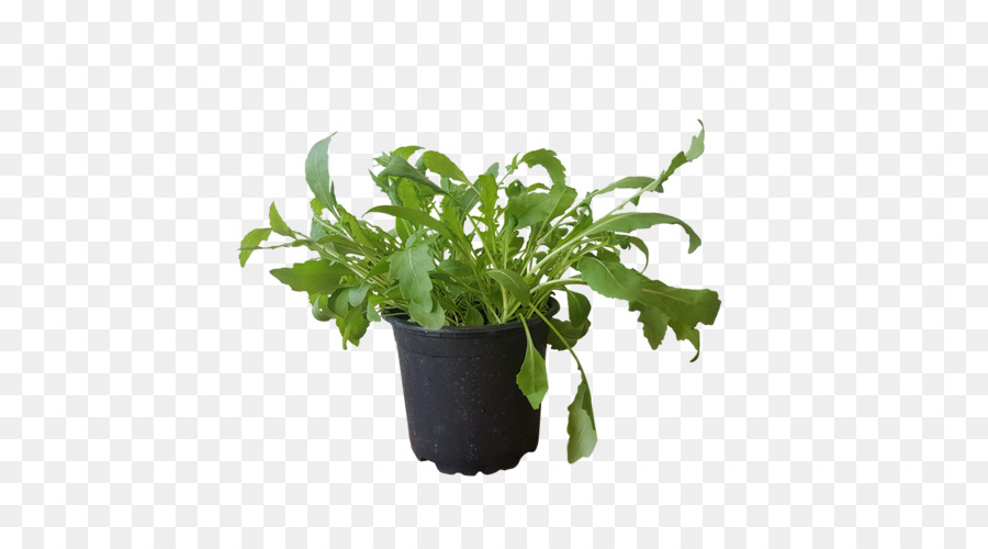 ไมร์，Groundcover PNG