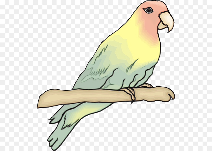 อวัยวะ，นก PNG