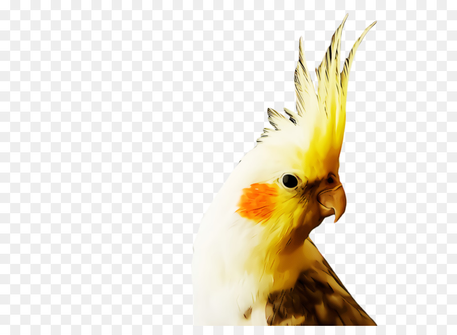 Cockatiel，เลี้ยงนกแ้ก้ว PNG