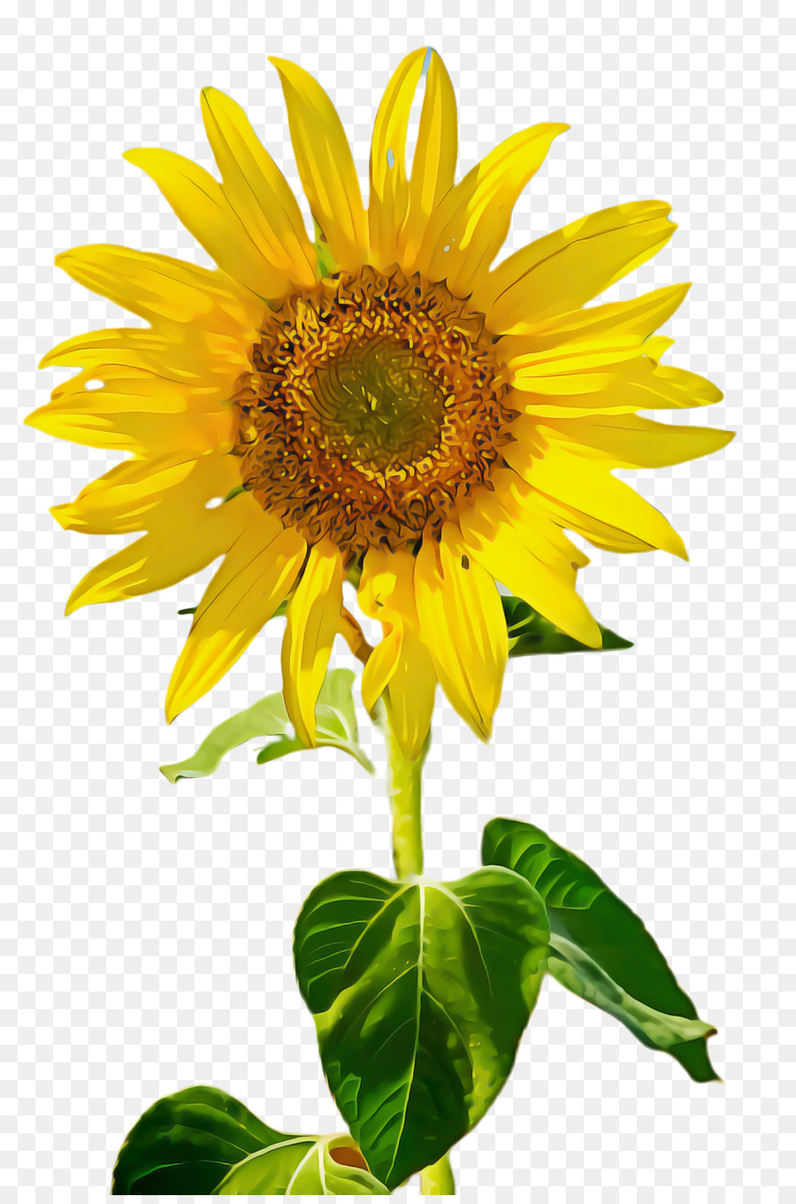 เหมือนกัน Sunflower，Sunflower เมล็ดพันธ์ PNG