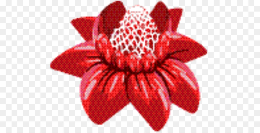 สีแดง Raspberry，ตัดดอกไม้ PNG
