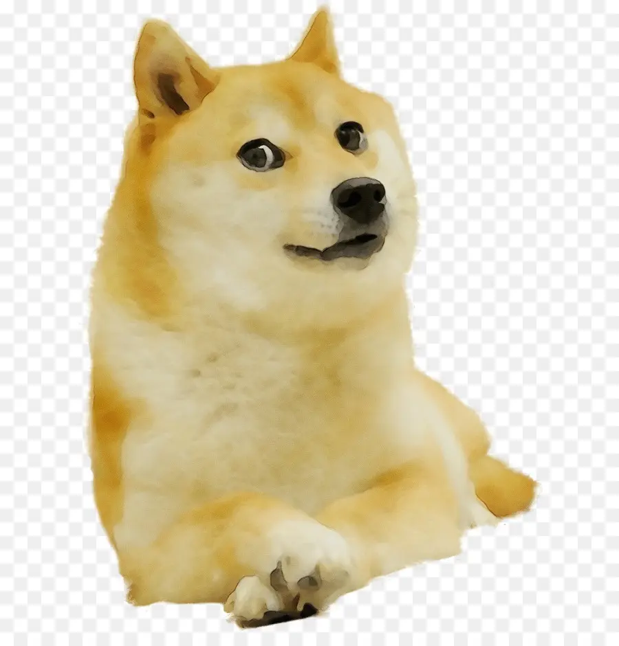 Shibaba Inu，ชิบะ PNG