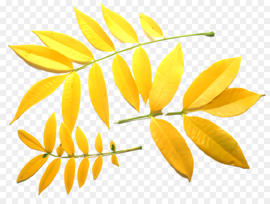 สีเหลือง，ใบไม้ติด PNG