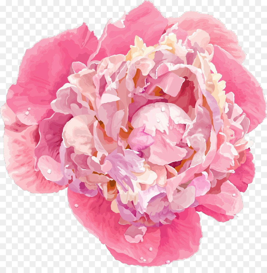 ดอกไม้，สีชมพู PNG