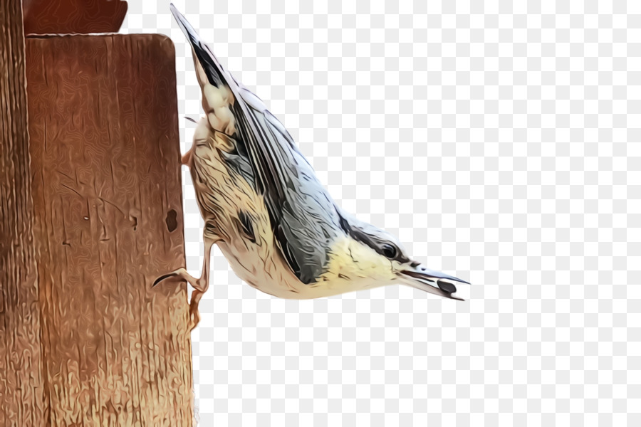 นก，Chickadee PNG