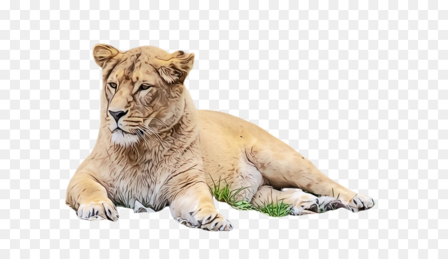 ป่า，สิงโต PNG