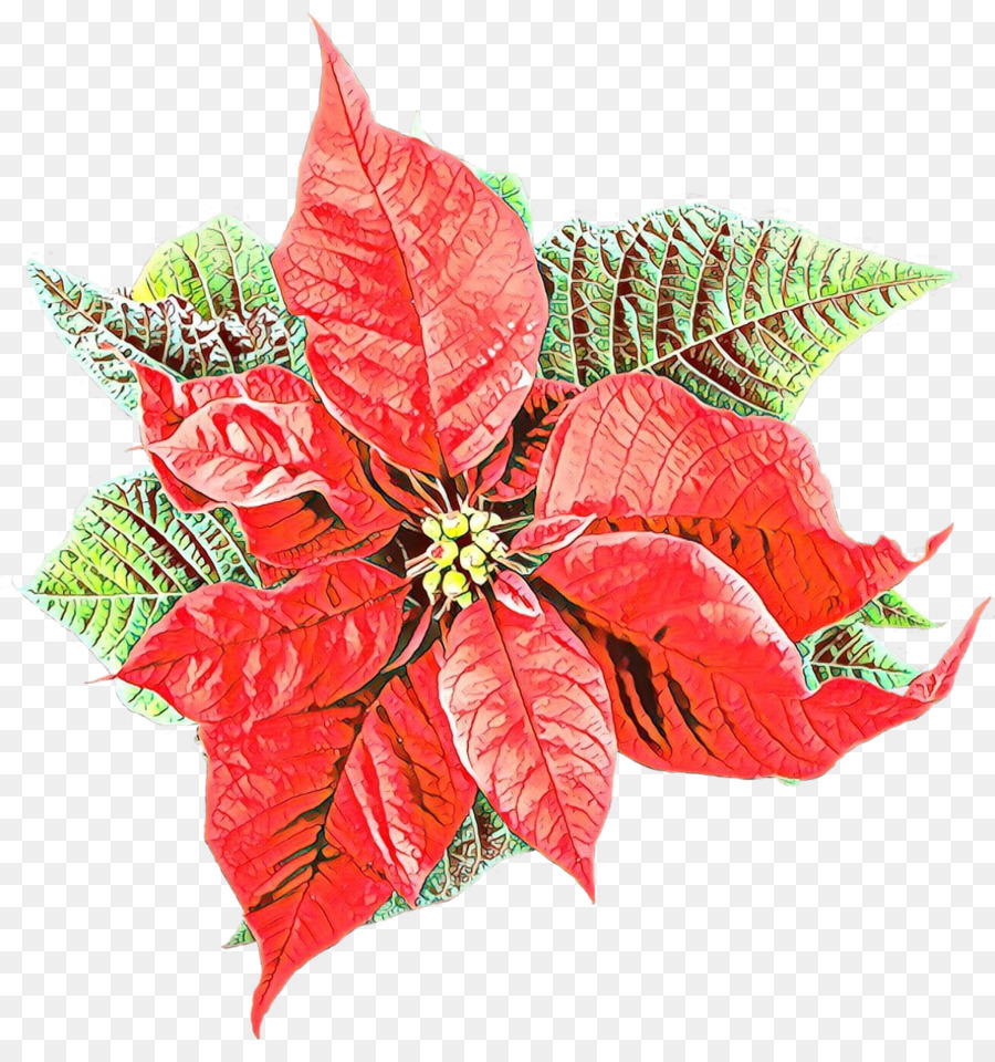 Poinsettia สีแดง，ออกจาก PNG