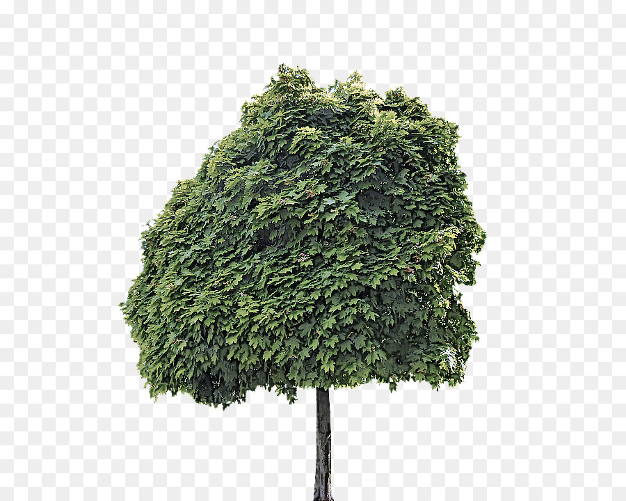 ต้นไม้，สีเขียว PNG
