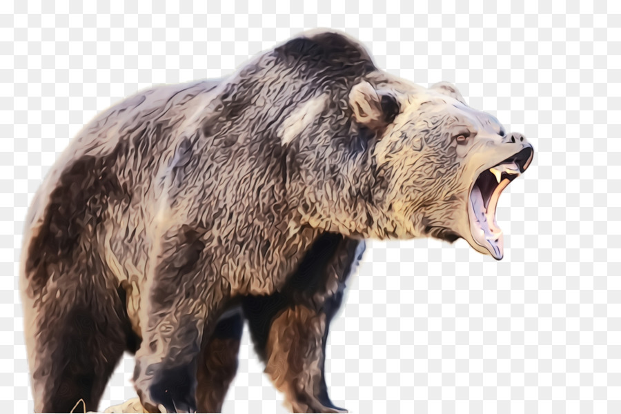 หมี，หมีกริซลี่แบร์ PNG