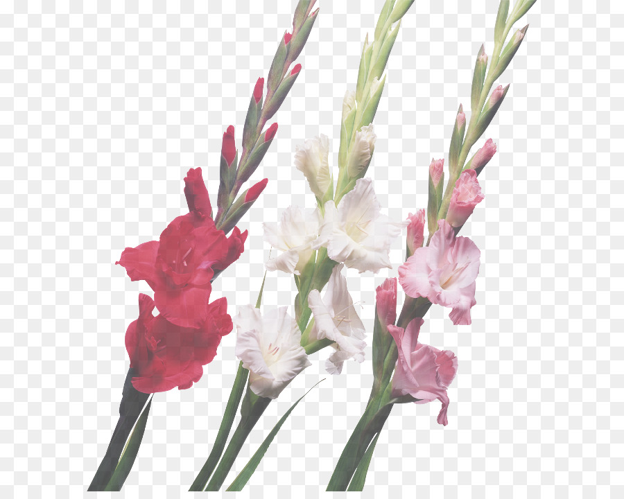 สีชมพู Gladiolus，เบ่งบาน PNG