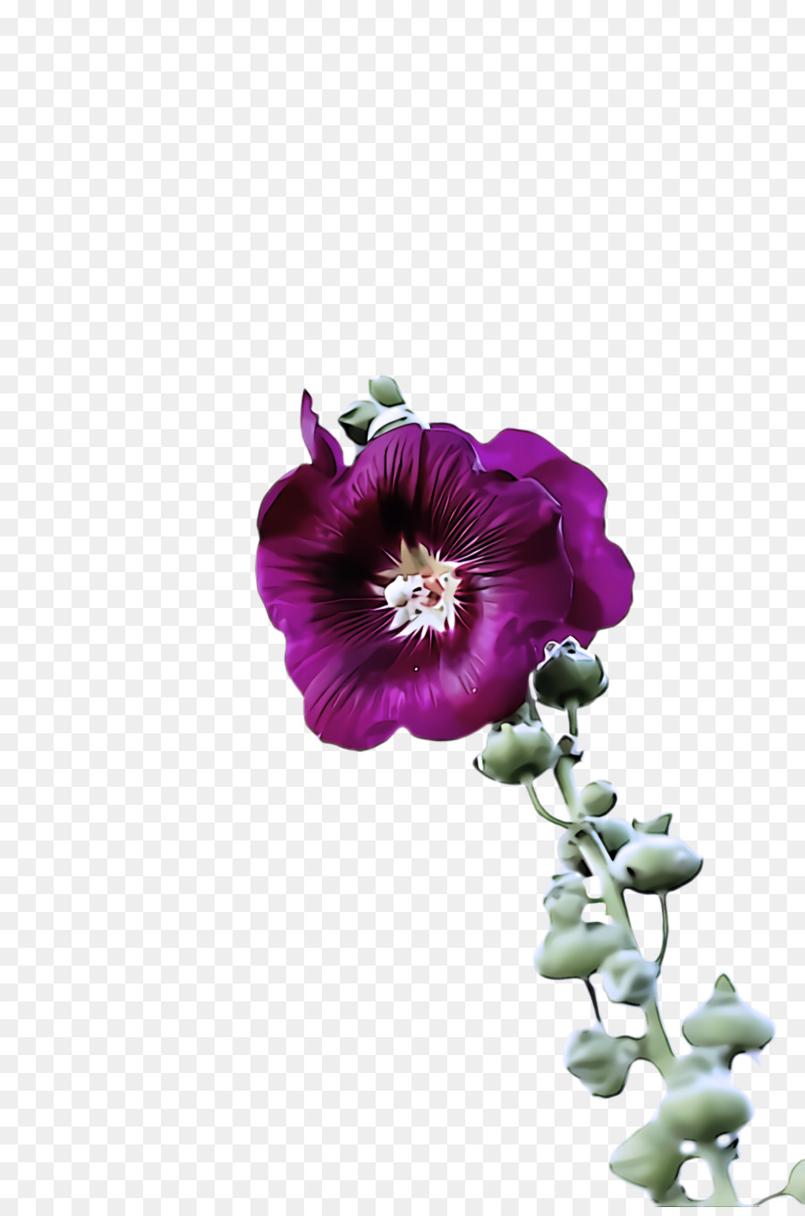 ดอกไม้，สีม่วง PNG