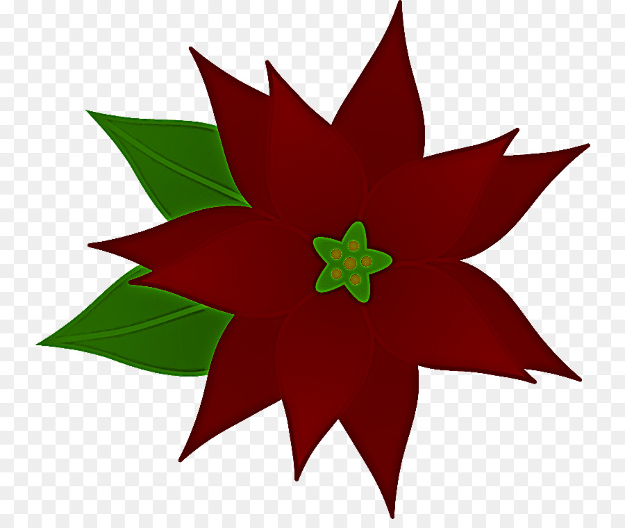 ดอกไม้ Poinsettia，เซ็ตเซ็ตเซ็ต PNG